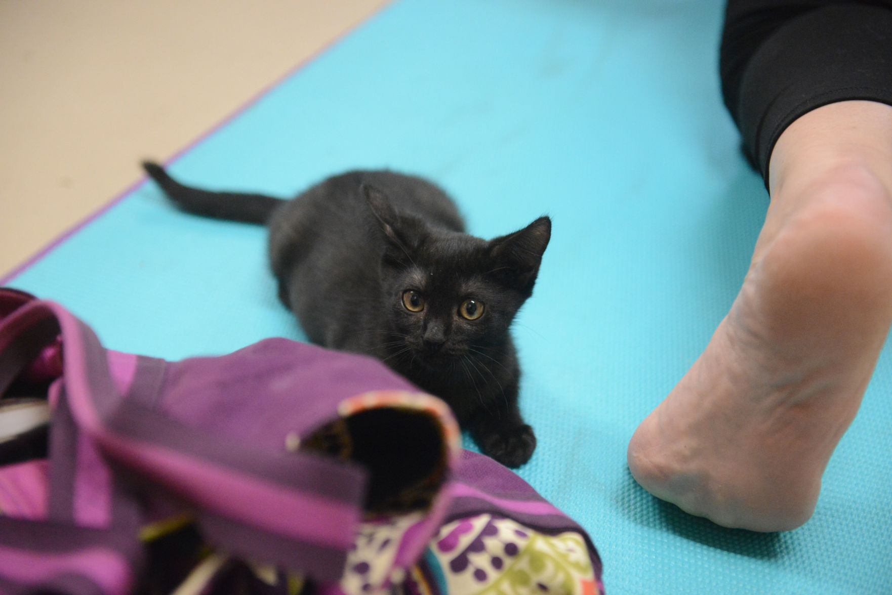 Cat Yoga at Aggieland Humane Society